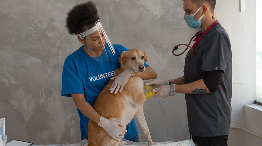 Pies podczas badania weterynaryjnego